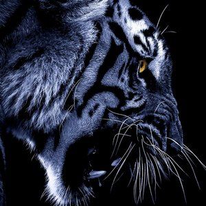 Meet your Posher, Robin